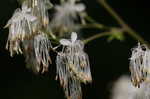 Waxyleaf meadow-rue